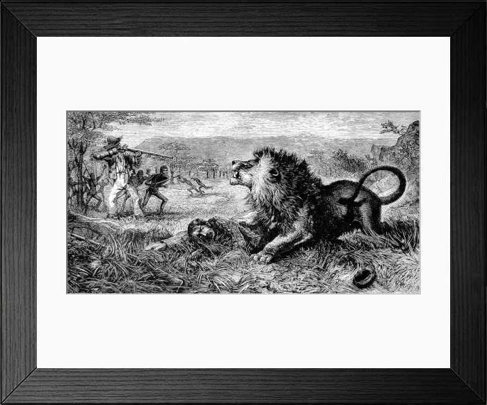 Framed Print : Dr. David Livingstone attacked by a lion, 1843 Framed Print : Dr. David Livingstone attacked by a lion, 1843