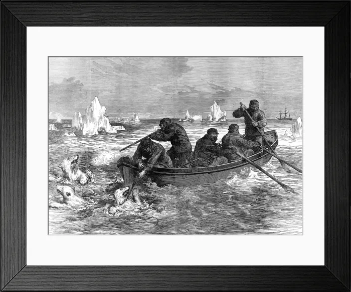 Framed Print : The crew of the Pandora hunting Polar Bears, 1875