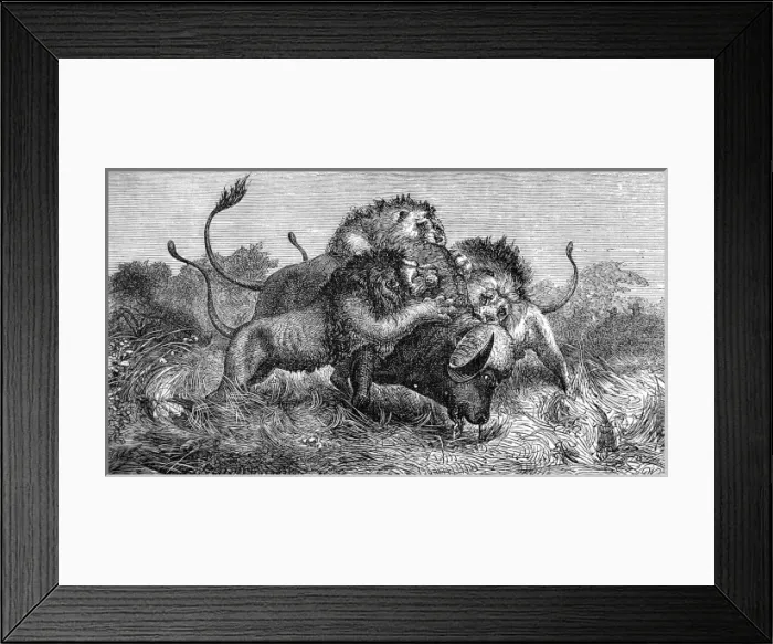 Framed Print : Lions attacking a Buffalo, South Africa, 1857 Framed Print : Lions attacking a Buffalo, South Africa, 1857