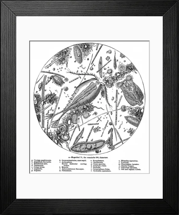 Framed Print : The Water of the Serpentine Magnified 200 Times, 1857