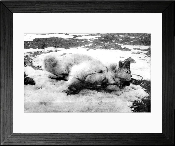 Framed Print : Dead Polar Bear, Franz Josef Land, 1896 Framed Print : Dead Polar Bear, Franz Josef Land, 1896