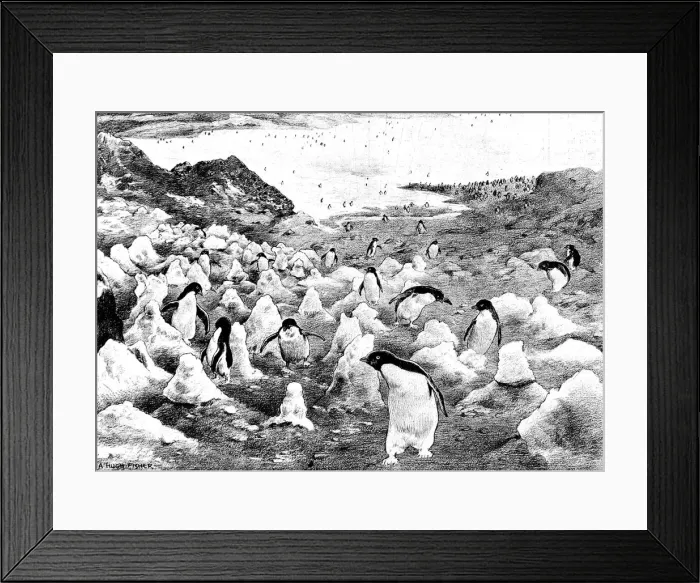 Framed Print : Penguins walking up Cape Adare, Antarctica, c. 1902