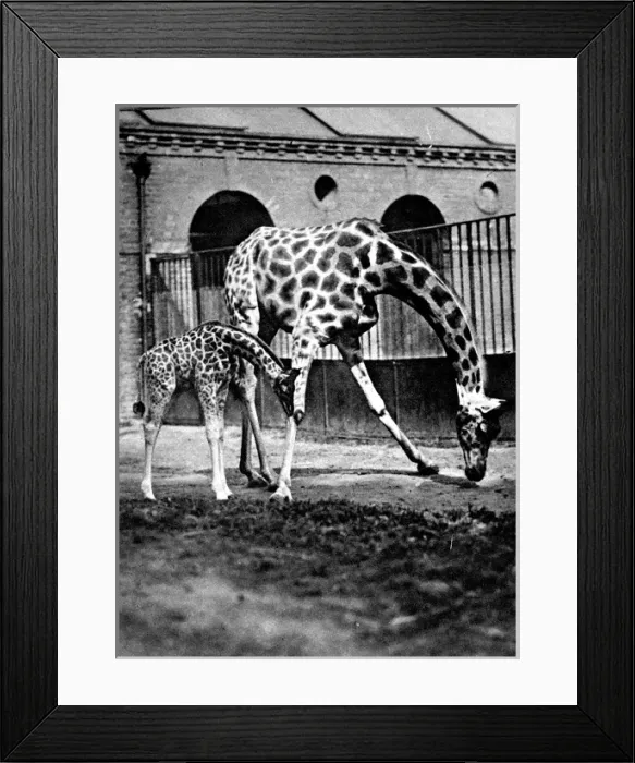 Framed Print : Giraffes at London Zoo, 1922