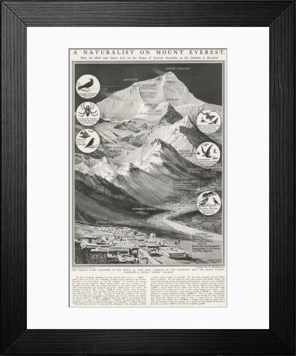 Framed Print : Animals of Mount Everest, 1924