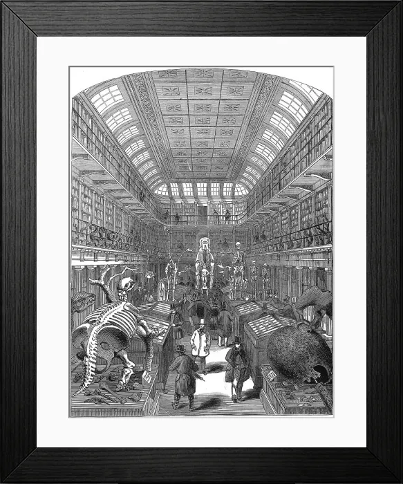 Framed Print : Hunterian Museum Royal College Surgeons Iln Import Framed Print : Hunterian Museum Royal College Surgeons Iln Import
