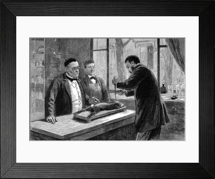 Framed Print : Louis Pasteur experimenting on a chloroformed rabbit Framed Print : Louis Pasteur experimenting on a chloroformed rabbit