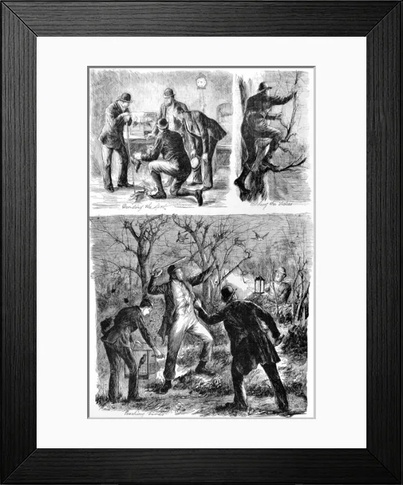 Framed Print : Poachers. A sketch showing poaching by lantern light in Ireland Framed Print : Poachers. A sketch showing poaching by lantern light in Ireland