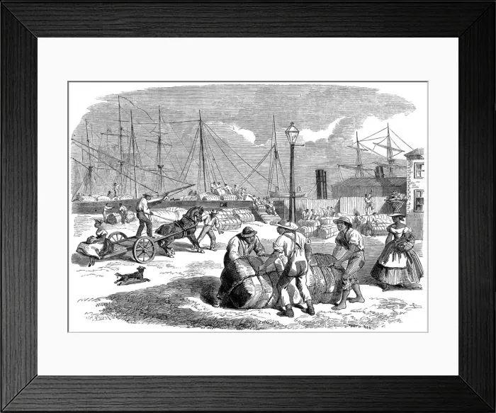 Framed Print : Unloading Cotton at Nassa, New Providence, 1864 Framed Print : Unloading Cotton at Nassa, New Providence, 1864