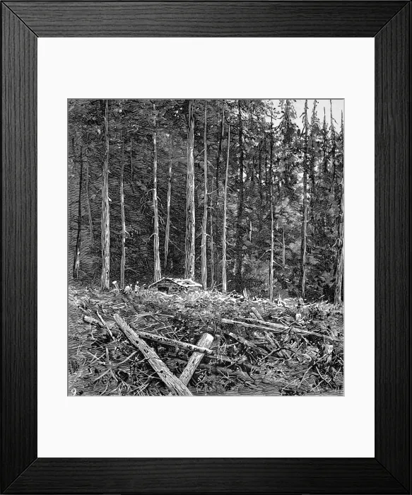 Framed Print : The Primeval Forest at Burrards Inlet, British Columbia, 18 Framed Print : The Primeval Forest at Burrards Inlet, British Columbia, 18