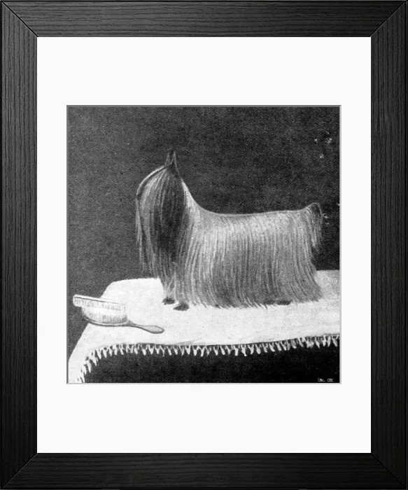 Framed Print : The Yorkshire Terrier Ashton Ted 95, 1895 Framed Print : The Yorkshire Terrier Ashton Ted 95, 1895