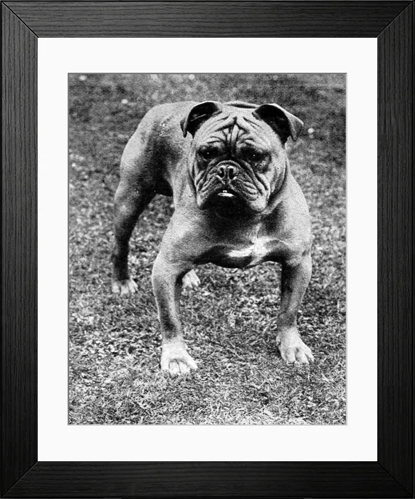 Framed Print : The Champion Bulldog, Baron Sedgemere, 1897 Framed Print : The Champion Bulldog, Baron Sedgemere, 1897