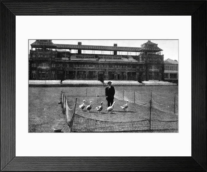 Framed Print : Lords Cricket Ground as a Goose Farm, 1915 Framed Print : Lords Cricket Ground as a Goose Farm, 1915