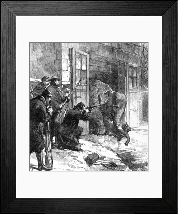 Framed Print : Killing an Elephant for food, Paris; Franco-Prussian War, 18