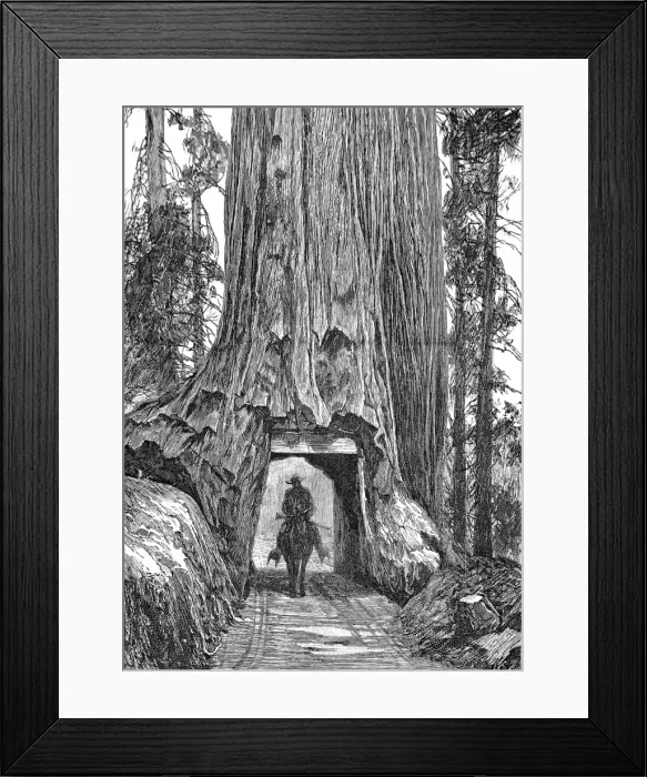 Framed Print : Californian redwood tree, 1888 Framed Print : Californian redwood tree, 1888