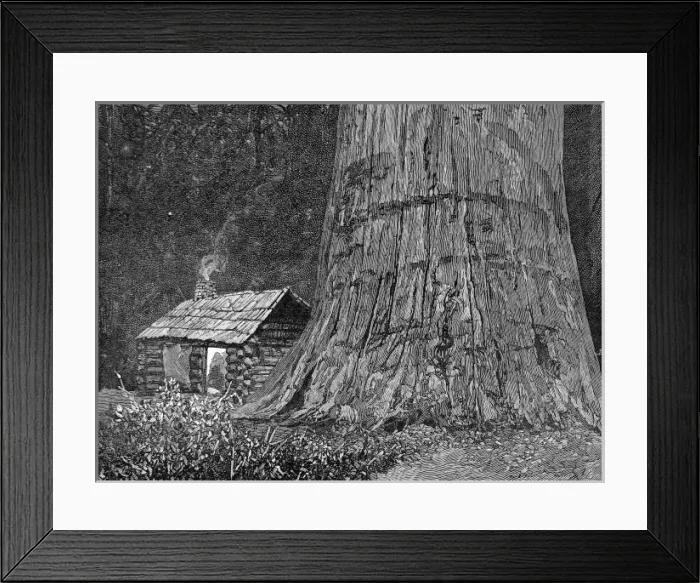 Framed Print : Californian redwood tree, 1888 Framed Print : Californian redwood tree, 1888
