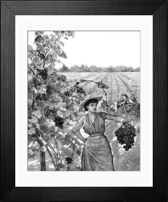Framed Print : Vineyard in California, 1888 Framed Print : Vineyard in California, 1888