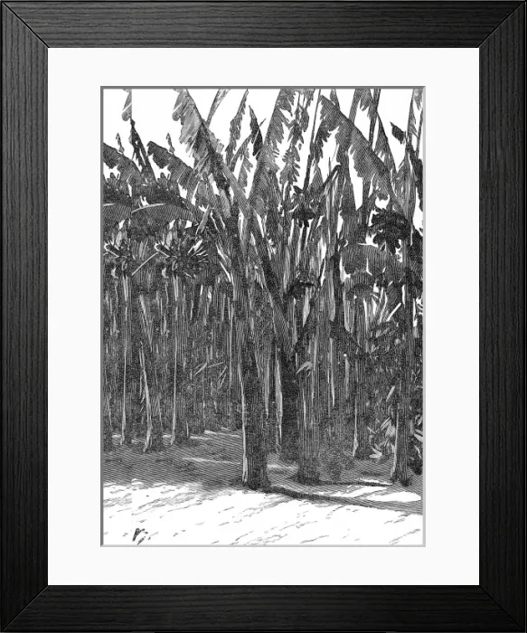 Framed Print : Sugar Cane, Southern California, 1888 Framed Print : Sugar Cane, Southern California, 1888