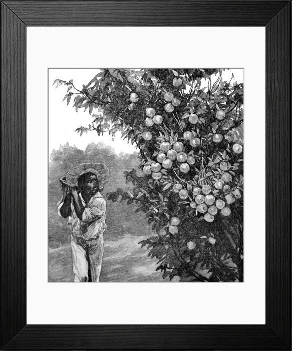 Framed Print : Farm Worker and Orange Tree, Southern California, 1888