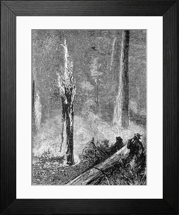 Framed Print : Burning a clearing in the woods, California, 1884