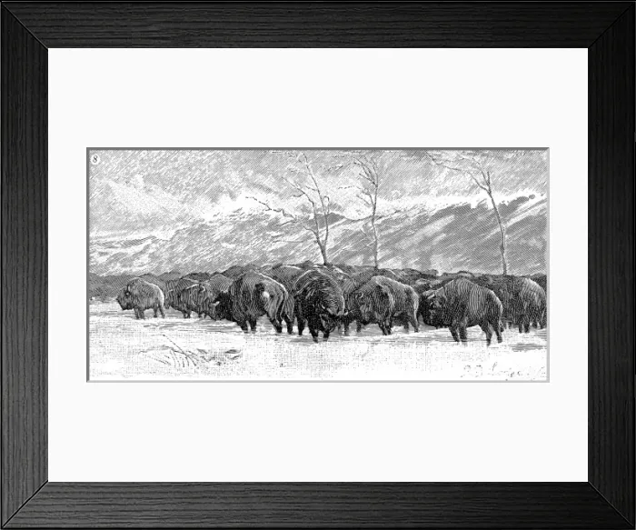 Framed Print : Herd of Buffalo in a blizzard, 1887 Framed Print : Herd of Buffalo in a blizzard, 1887