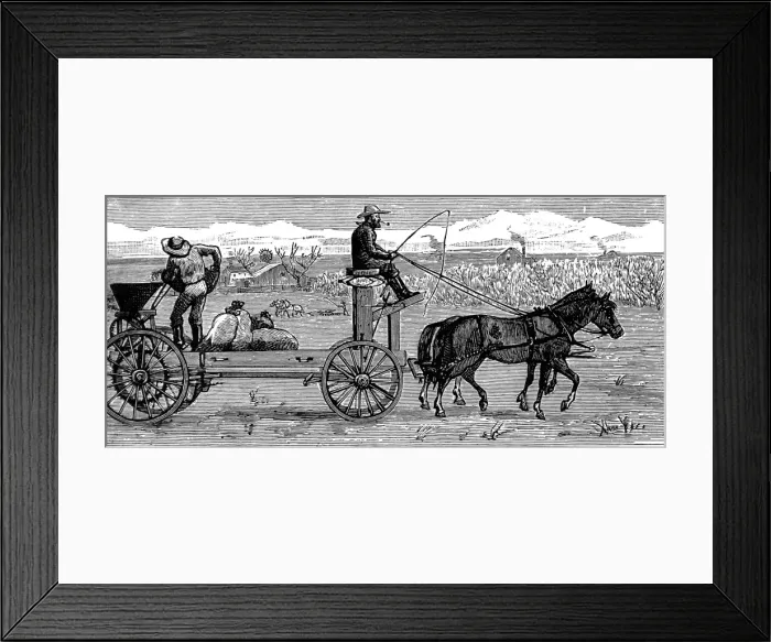 Framed Print : America. Wheat Farming in California. January: Broad Cast So Framed Print : America. Wheat Farming in California. January: Broad Cast So