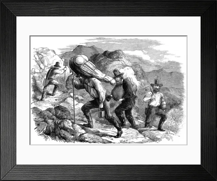 Framed Print : Sketches from the New Zealand Gold Rush. Gold-diggers out Pr Framed Print : Sketches from the New Zealand Gold Rush. Gold-diggers out Pr