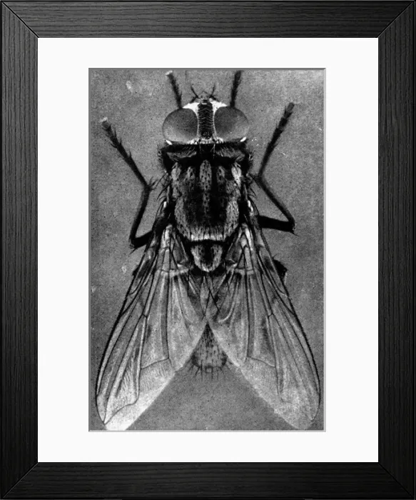 Framed Print : Close-up of a Female House-fly, 1911