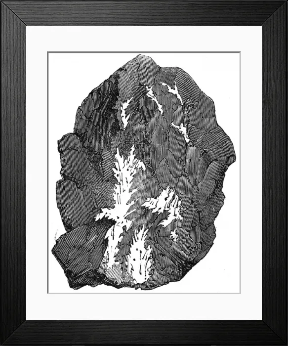 Framed Print : Brazil. Gold Washing. Foliated Gold with Quartz Framed Print : Brazil. Gold Washing. Foliated Gold with Quartz