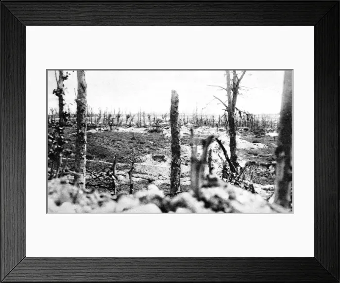 Framed Print : The destroyed wood of Thiepval, France Framed Print : The destroyed wood of Thiepval, France