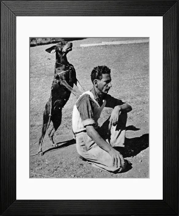 Framed Print : Doberman Dog of the Palestine Police Force in training, 1945 Framed Print : Doberman Dog of the Palestine Police Force in training, 1945