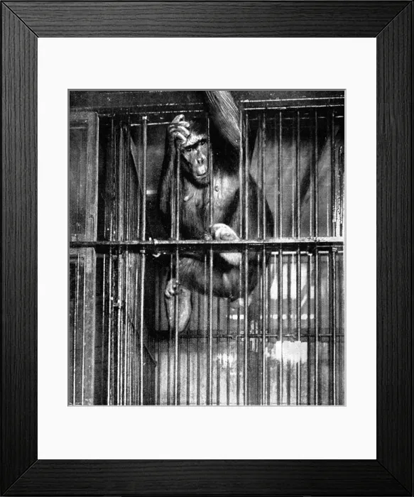 Framed Print : Johanna the Gorilla, Barnum and Baileys Circus, 1897 Framed Print : Johanna the Gorilla, Barnum and Baileys Circus, 1897
