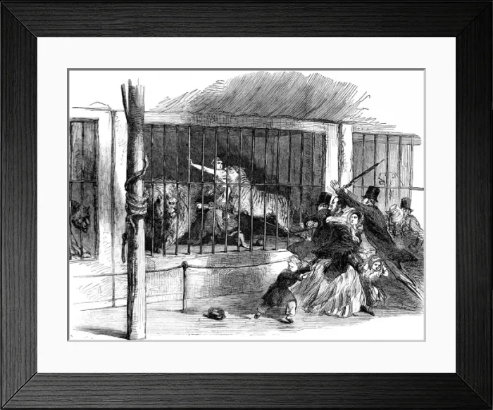 Framed Print : The Death of Ellen Bright at Wombwells Menagerie, 1850