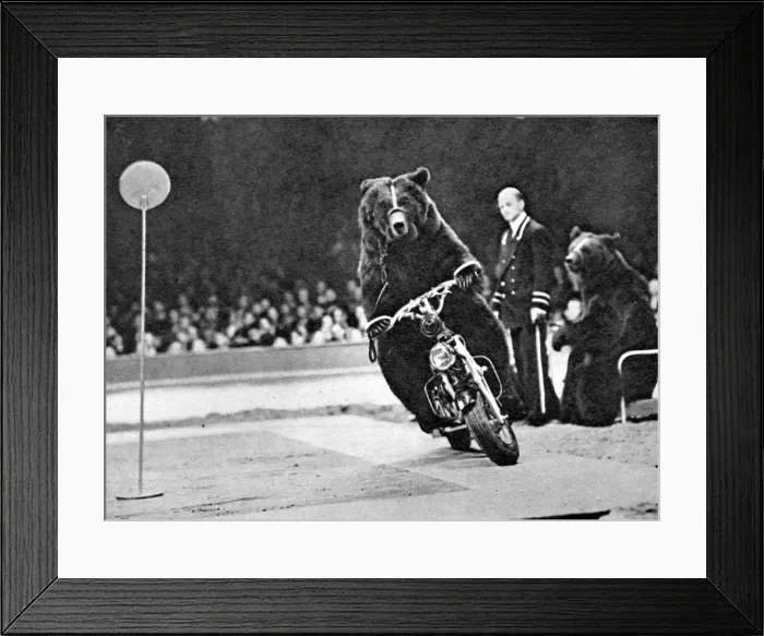 Framed Print : Brown Bear riding a motorcycle at the Bertram Mills Circus Framed Print : Brown Bear riding a motorcycle at the Bertram Mills Circus