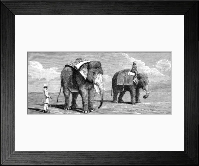 Framed Print : Indian Elephants belonging to the Rajah of Puttiala, 1884