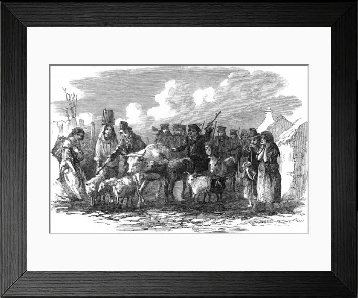 Framed Print : Driving cattle for rent in Ireland Framed Print : Driving cattle for rent in Ireland