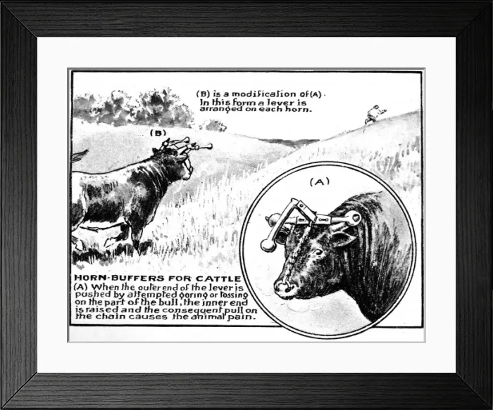 Framed Print : Horn Buffers for Cattle, 1921 Framed Print : Horn Buffers for Cattle, 1921