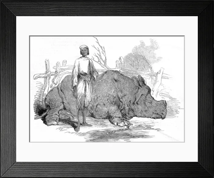 Framed Print : Rhinoceros found in Rundheer Singhs Camp, Bengal, 1852