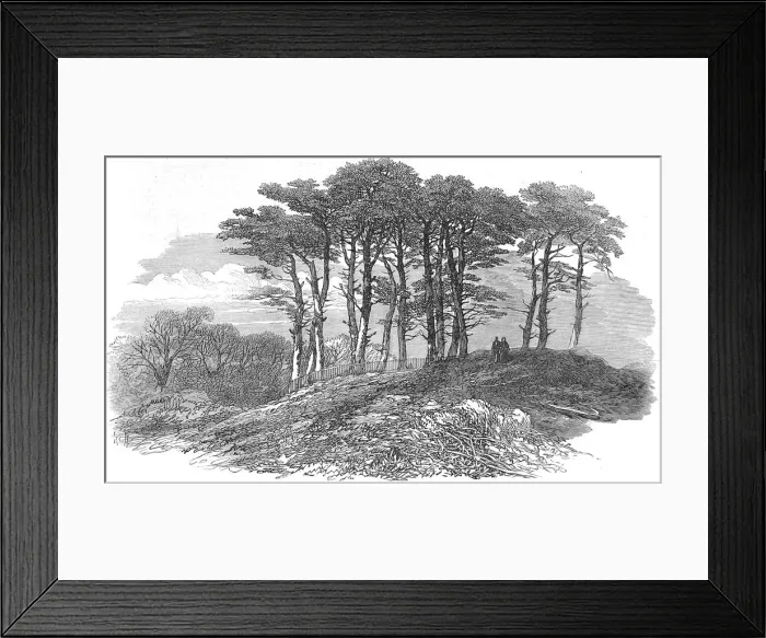 Framed Print : Fir Trees on Hampstead Heath, London, 1871 Framed Print : Fir Trees on Hampstead Heath, London, 1871
