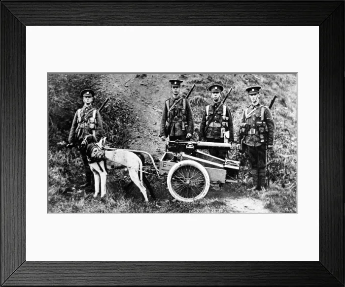 Framed Print : Captain H. Furber, of the 3rd Batt. Welsh Regiment, experiment in dog traction for machine guns