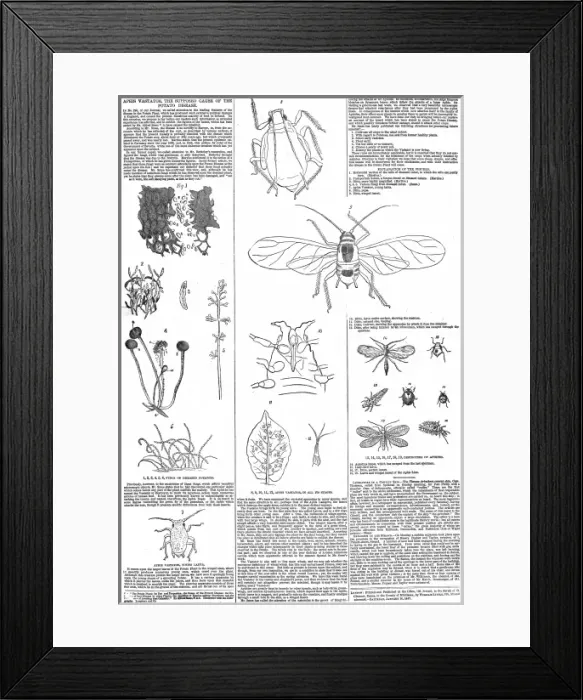 Framed Print : Aphis Vastator, potatoe disease Framed Print : Aphis Vastator, potatoe disease