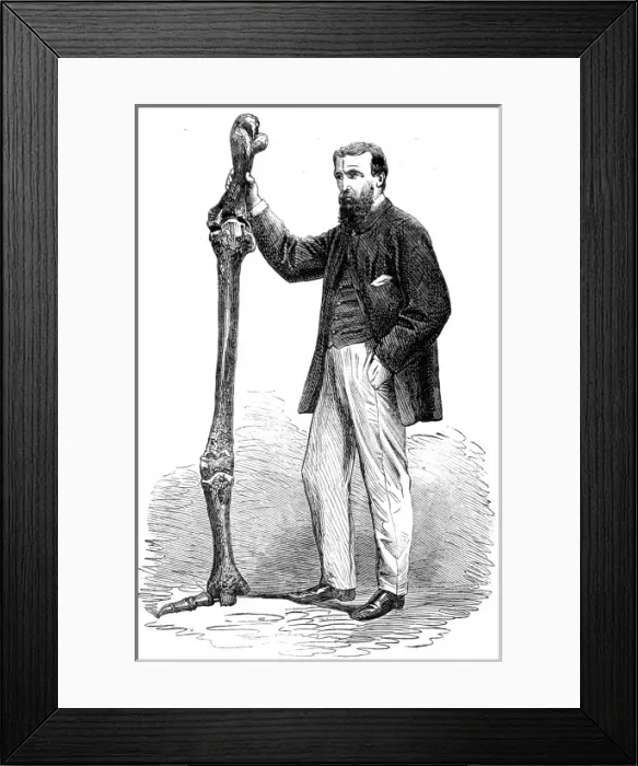 Framed Print : Leg Bones of the Dinornis Maximus, 1865 Framed Print : Leg Bones of the Dinornis Maximus, 1865