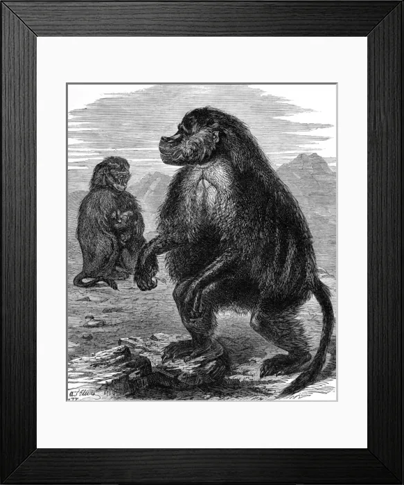 Framed Print : Gelada Monkeys at the Alexandra Palace, London, 1877 Framed Print : Gelada Monkeys at the Alexandra Palace, London, 1877