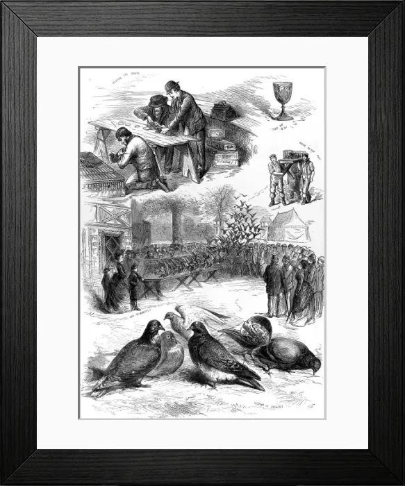 Framed Print : Homing Pigeon Contest at the Alexandra Palace, 1875 Framed Print : Homing Pigeon Contest at the Alexandra Palace, 1875