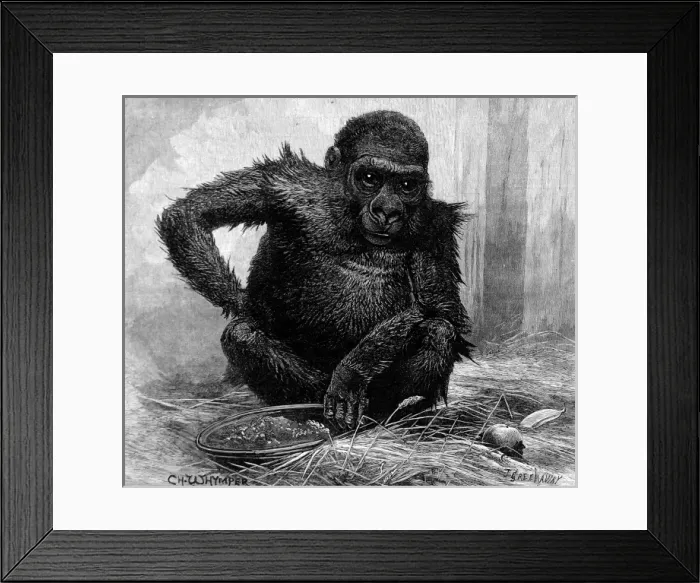 Framed Print : Gorilla at London Zoo, 1887
