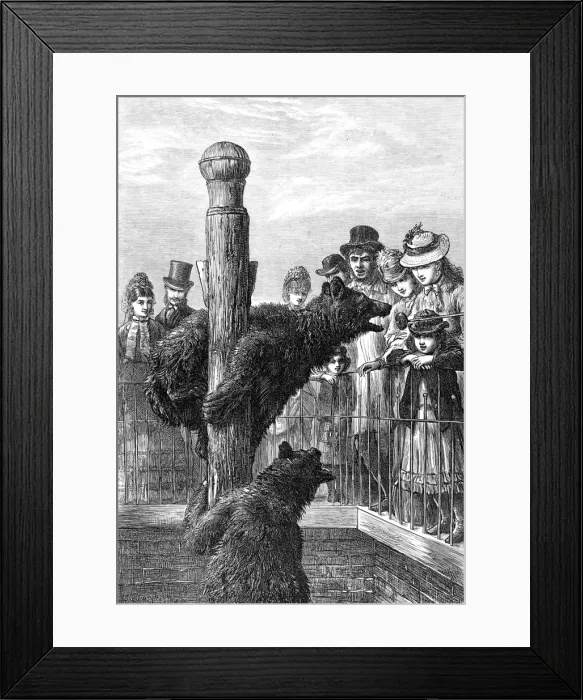 Framed Print : Brown Bears at London Zoo, 1873 Framed Print : Brown Bears at London Zoo, 1873