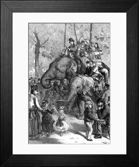 Framed Print : Elephant Rides at London Zoo, 1871 Framed Print : Elephant Rides at London Zoo, 1871