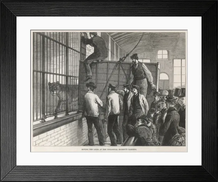 Framed Print : Moving lions at London Zoo Framed Print : Moving lions at London Zoo