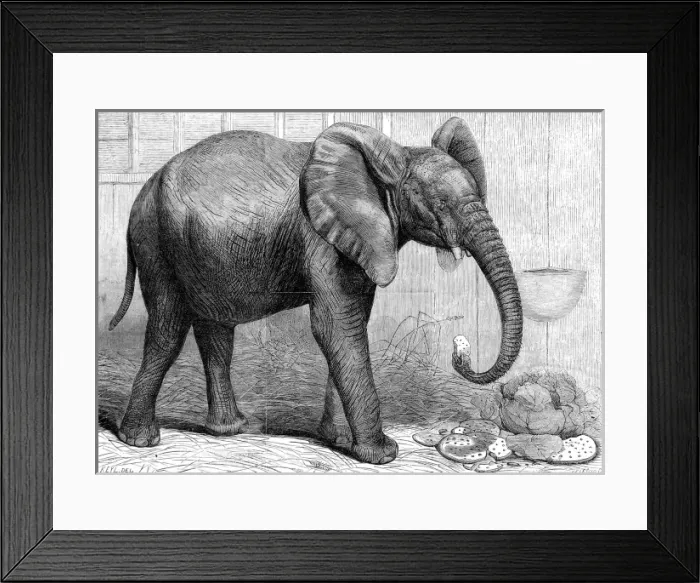 Framed Print : African Elephant at London Zoo, 1865 Framed Print : African Elephant at London Zoo, 1865