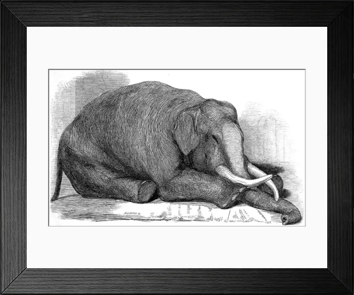 Framed Print : Dead Elephant at London Zoo, 1847 Framed Print : Dead Elephant at London Zoo, 1847