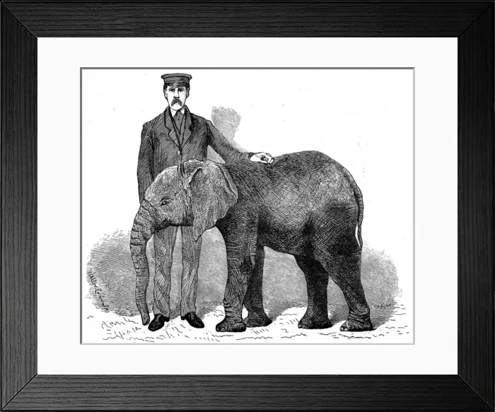 Framed Print : Young African Elephant at London Zoo, 1882 Framed Print : Young African Elephant at London Zoo, 1882